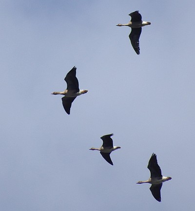 Pink footed geese in flight